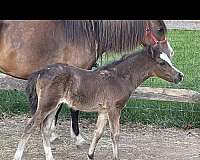 black-stallion-for-sale