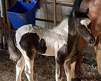 black-filly
