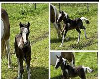 black-mare