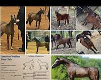 black-stallion