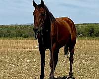 ranch-gelding