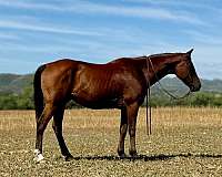 foundation-gelding