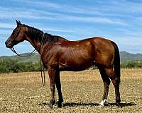 gelding