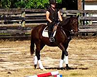 ottbs-for-sale-thoroughbred-horse