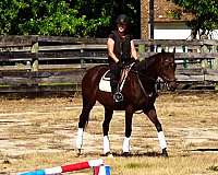 eventing-horses-for-sale-thoroughbred
