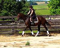hunter-jumpers-for-sale-thoroughbred-horse