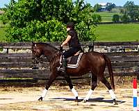 fox-hunting-horses-for-sale-thoroughbred