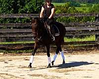 thoroughbreds-for-sale-horse
