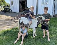 kidsafe-miniature-pony
