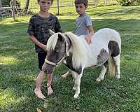 overo-halter-pony