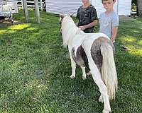overo-husband-safe-pony