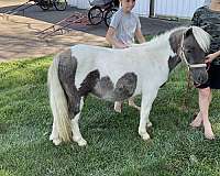 overo-kid-safe-pony