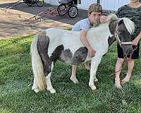 overo-lesson-pony
