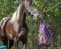 tennessee-walking-horse-for-sale