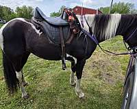 tennessee-walking-mare