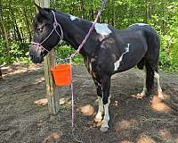 tennessee-walking-horse