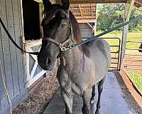yearling-quarter-horse