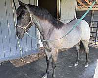 colt-quarter-horse