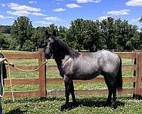 blue-roan-quarter-horse