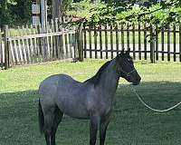 all-around-quarter-horse