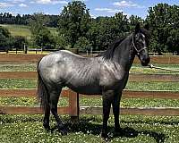 calm-quarter-horse