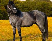 western-dressage-quarter-horse