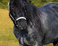 western-pleasure-quarter-horse