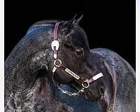 western-riding-quarter-horse