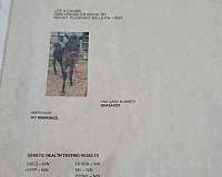 working-cow-quarter-horse