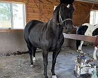 working-cattle-quarter-horse