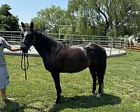 blue-roan-quarter-horse-colt