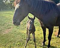 colt-horse