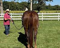 wimpy-mare