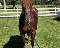 perfect-confirmation-mare