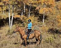 adults-palomino-horse