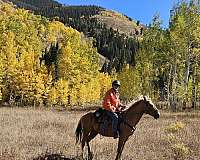 auction-palomino-horse