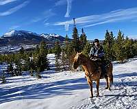 canters-palomino-horse