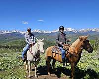 county-palomino-horse