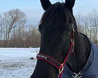 thoroughbred-gelding