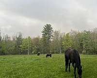 thoroughbred-horse-for-sale