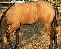 quarter-horse-colt