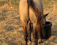 quarter-horse-for-sale