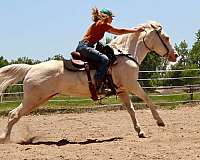 cremello-ridden-we-horse