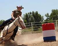 all-around-quarter-horse