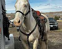 athletic-quarter-horse