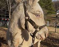 donkey