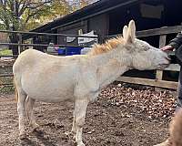 donkey-for-sale