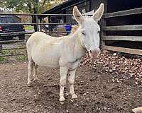 donkey-stallion