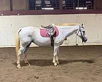 polo-appendix-pony