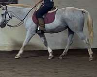 appendix-pony-for-sale
